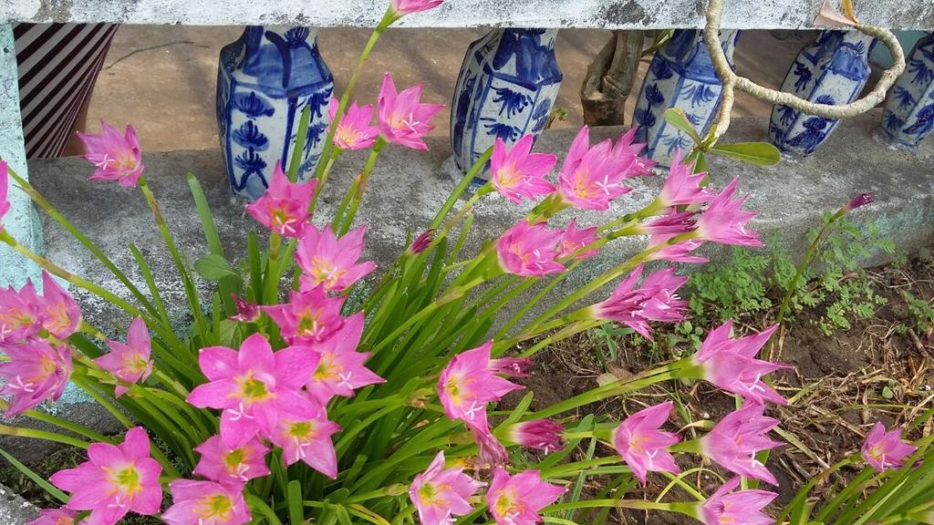 Center Homestay ホイアン エクステリア 写真